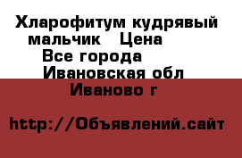 Хларофитум кудрявый мальчик › Цена ­ 30 - Все города  »    . Ивановская обл.,Иваново г.